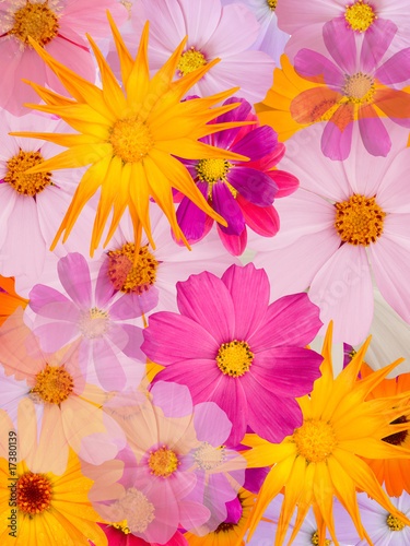 Camomile flowers © olegusk