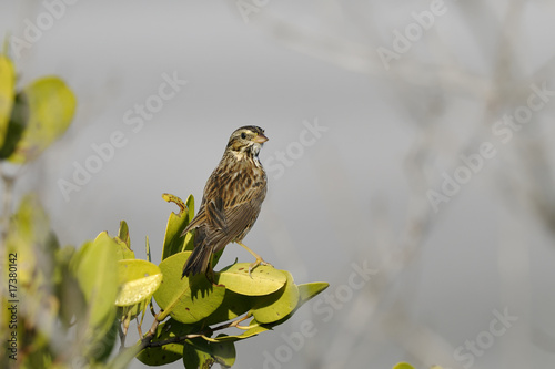 savannah sparrow, passerculus sandwichensis photo
