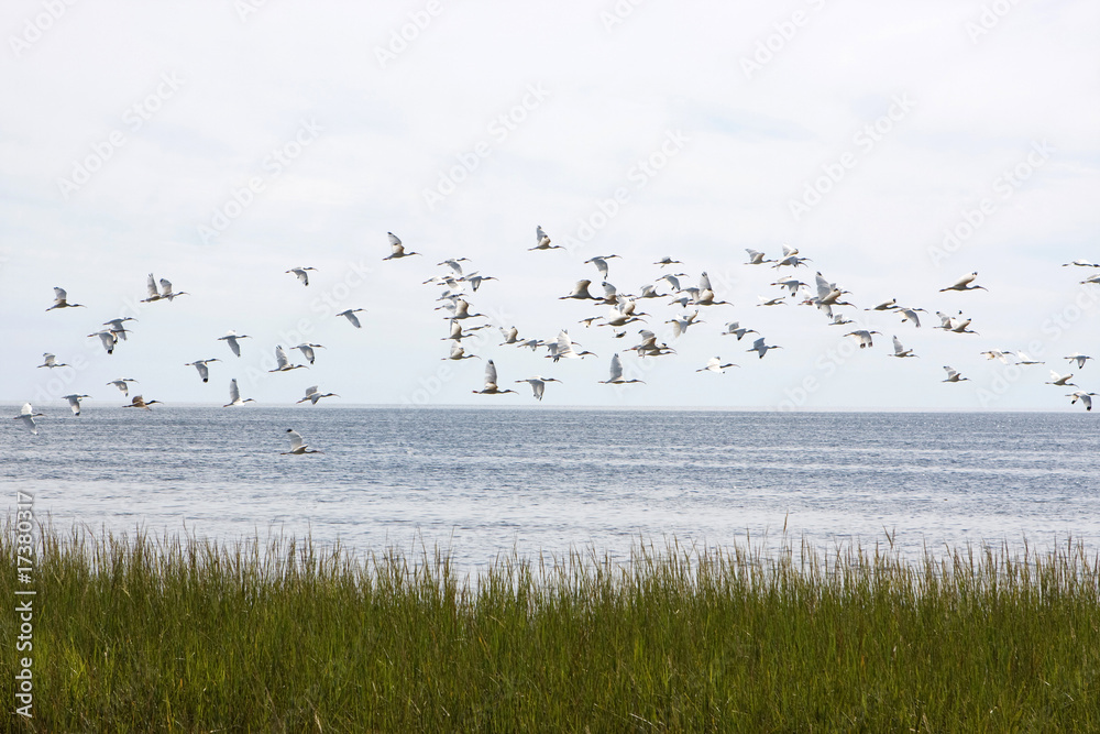 Flock Of Ibis