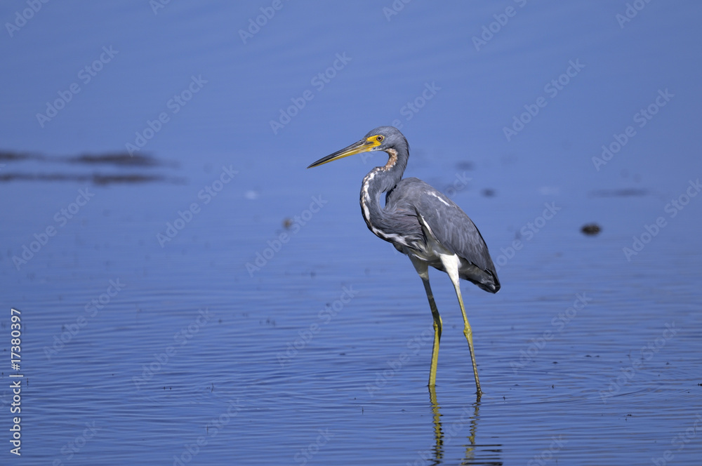 Obraz premium egretta tricolored, louisiana heron, tricolored heron