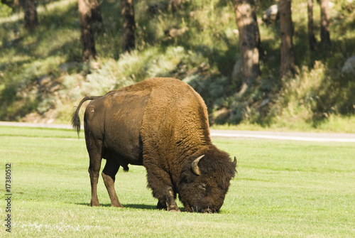 bull buffalo 2