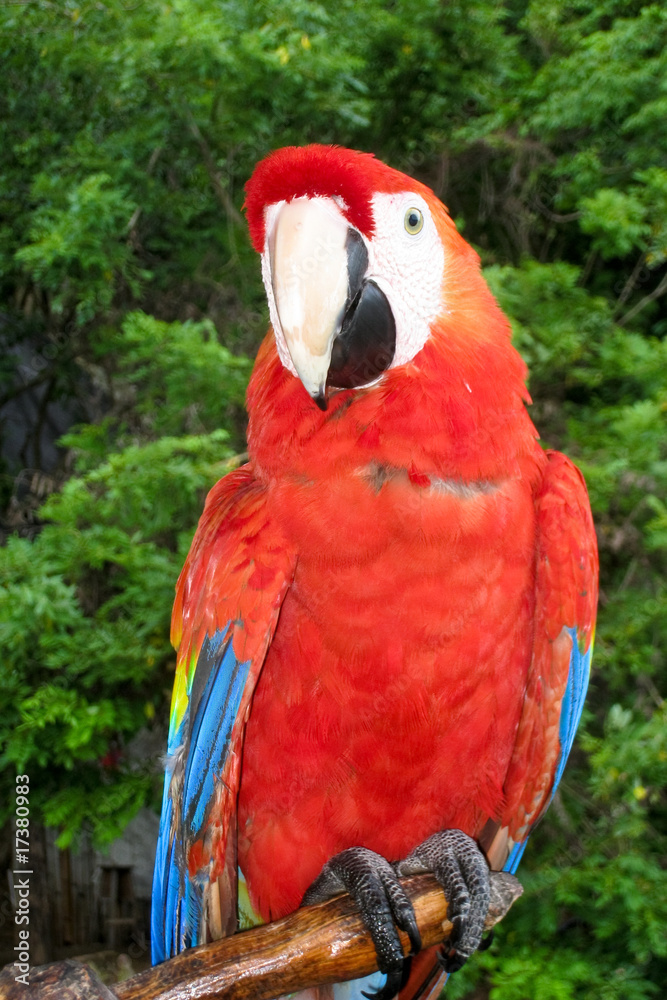 Scarlet Macaw Perched