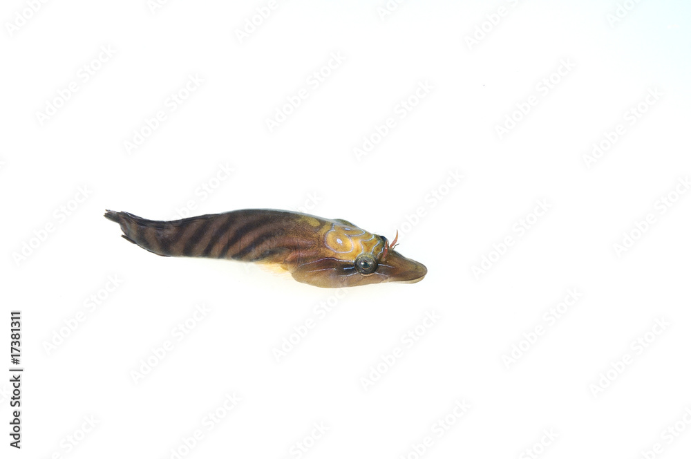 High resolution image of a small fish isolated on white High resolution image of a small fish isolated on white
