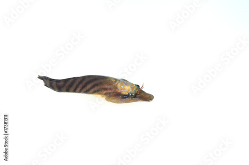 High resolution image of a small fish isolated on white © uwimages