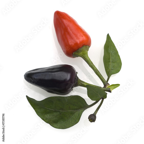 Paprika; Ecuador Purple photo