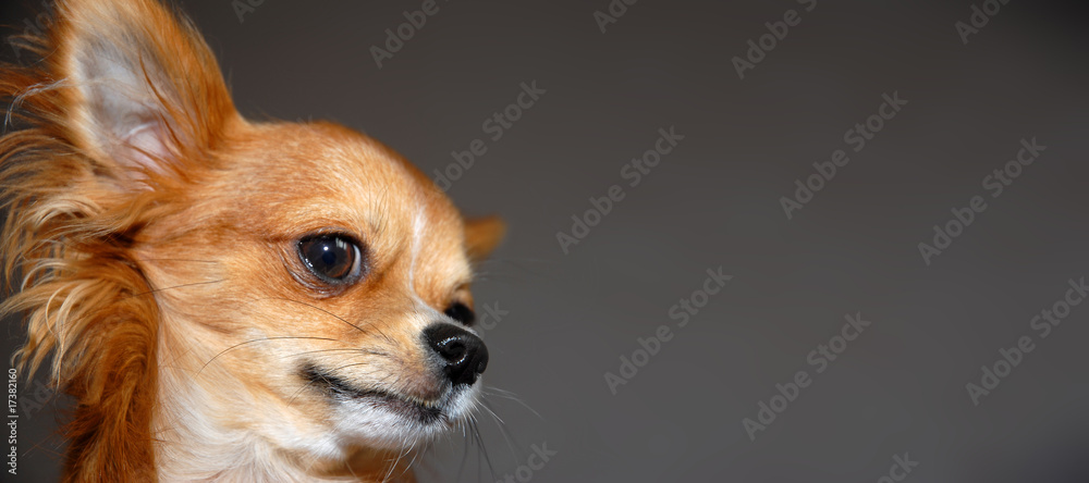 Funny red Chihuahua portrait