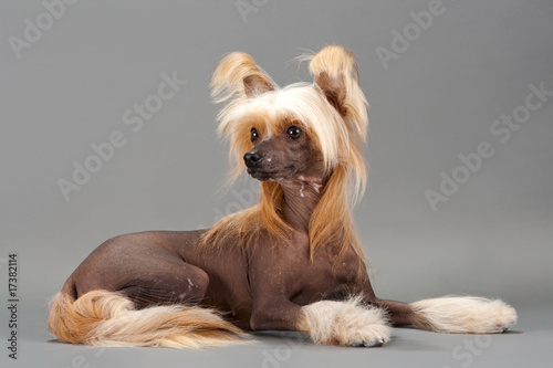 Chinese Crested Dog female photo