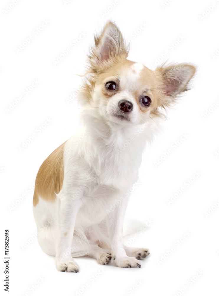 cute Chihuahua puppy sitting isolated