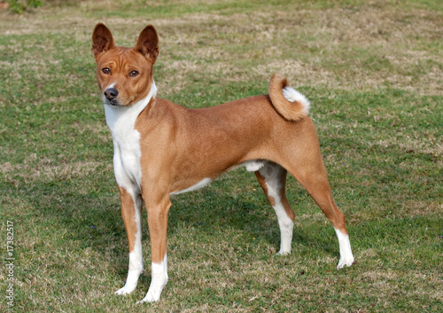 far sighted hound standing to attention