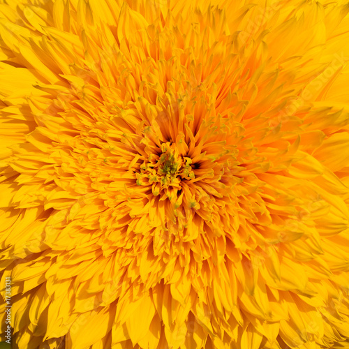 close-up of yellow sunflower