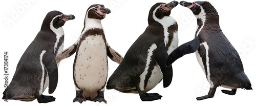 Pinguine (Humboldtpinguine)