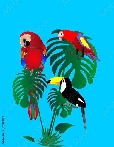 Parrots and tuscan sitting in a rain forest..