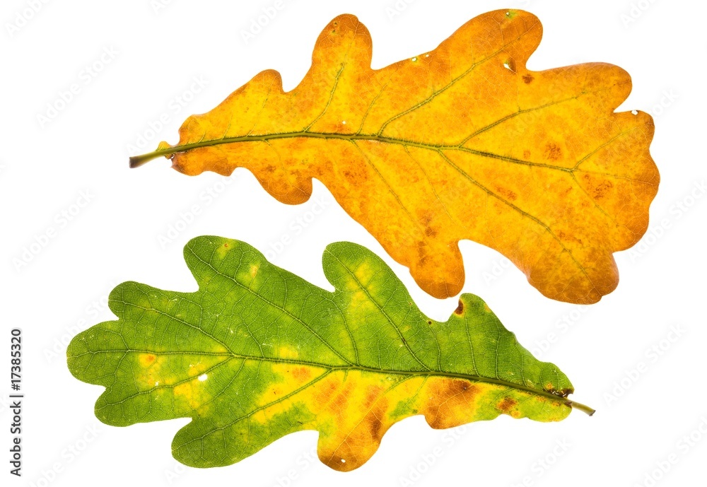 Fototapeta premium Autumn leaves