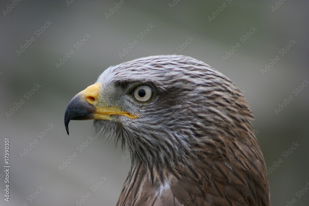Black Kite close-up of head Black Kite close-up of head
