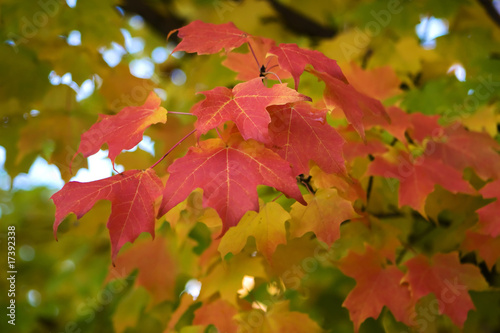 Autumn Tree Branch