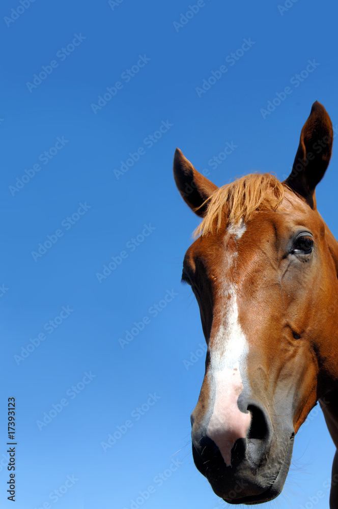 Fototapeta premium Animal Close up