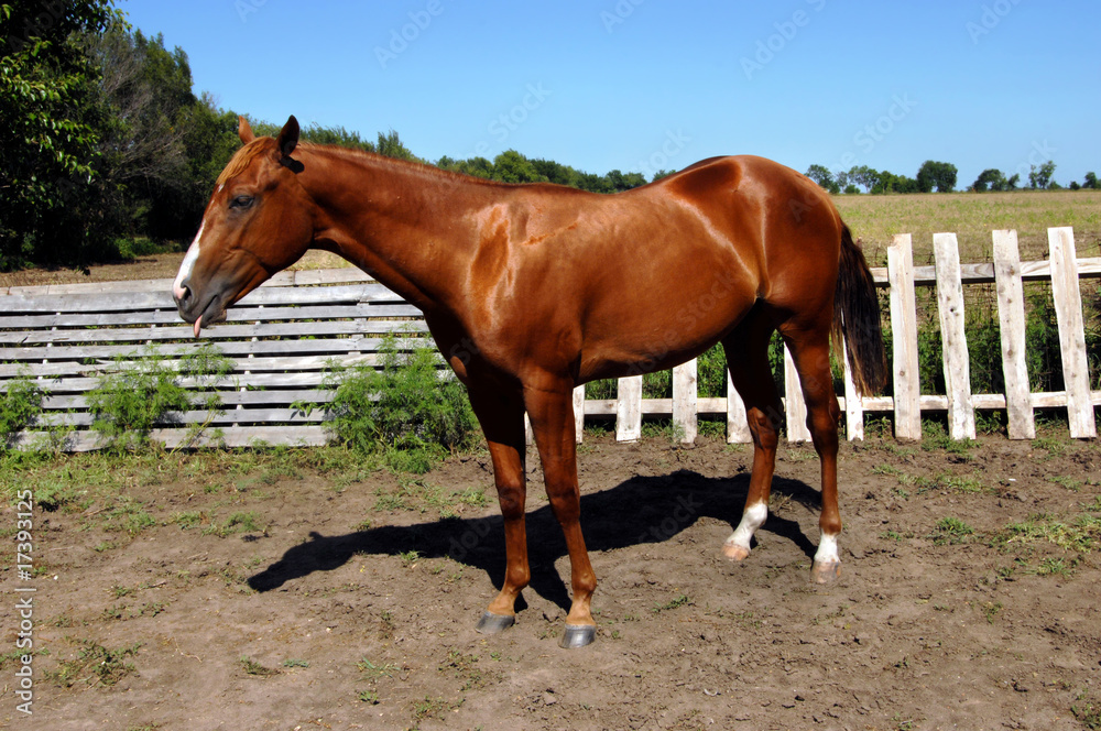 Obraz premium Animal Attitudes