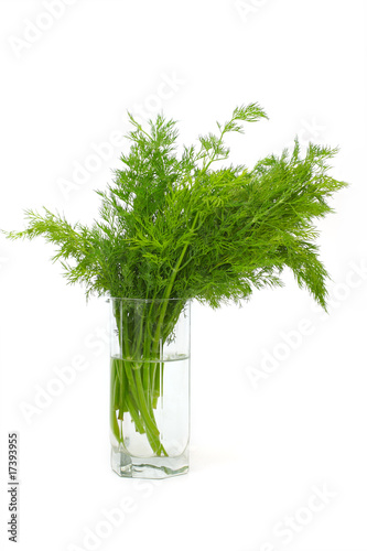 Fresh Dill (herb) on white in a water glass.