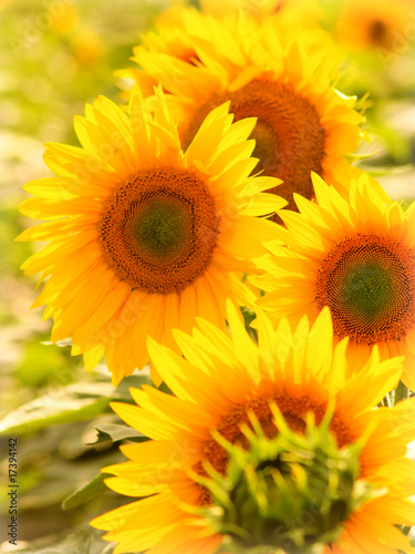 sunflower closeup © Željko Radojko