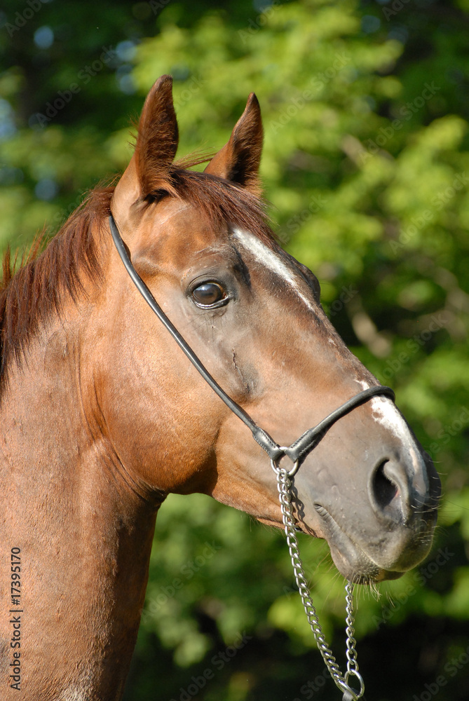 Portrait of a beautiful proud red hack-horse of Vladivostok' Portrait of a beautiful proud red hack-horse of Vladivostok'