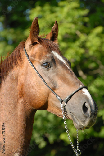 Fototapeta Naklejka Na Ścianę i Meble -  Portrait of a beautiful proud red hack-horse of Vladivostok'