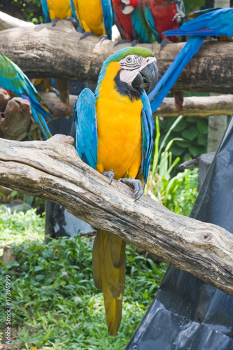 Closeup of a blue and yellow macaw, or Ara.