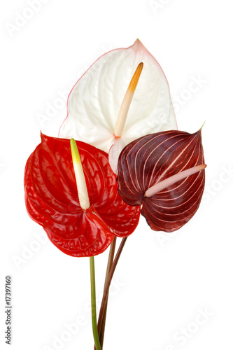 Anthurium 4