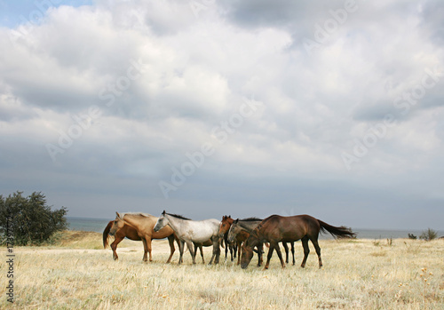 Herd of horses © joyt