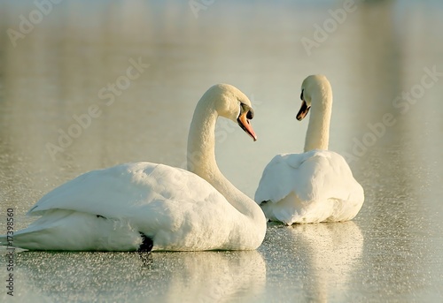 Couple of swans rested on the frozen lake at sunset