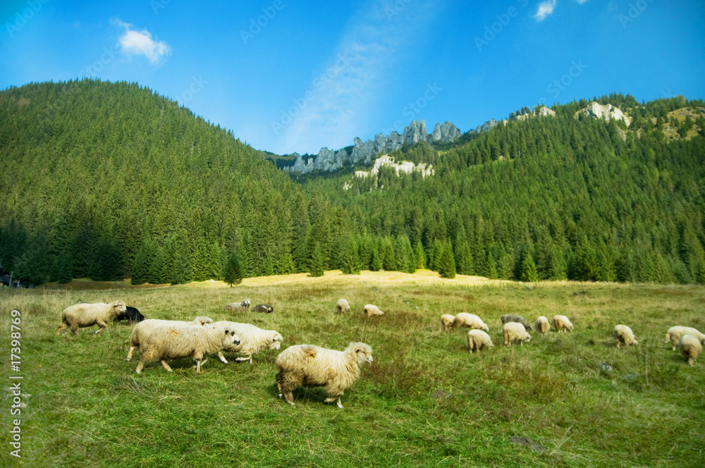 Fototapeta premium Sheep farm in the mountains