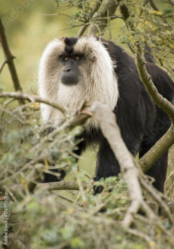 Plakat Lion-tailed Macaque,monkey