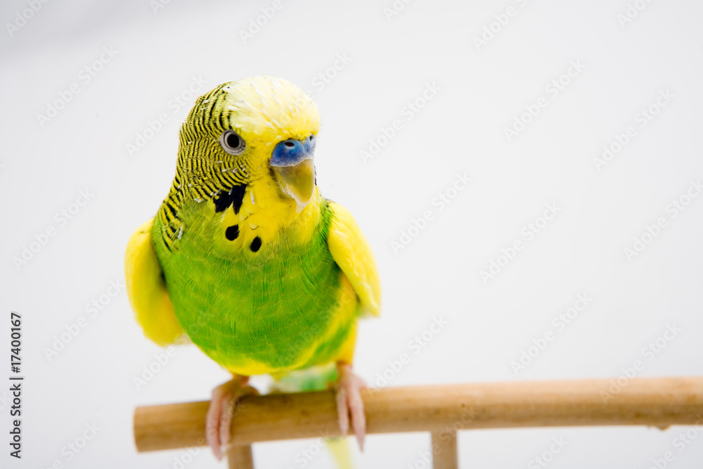 Fototapeta premium colorful parrot sitting at the branch