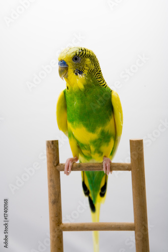 colored parrot sitting at the branch