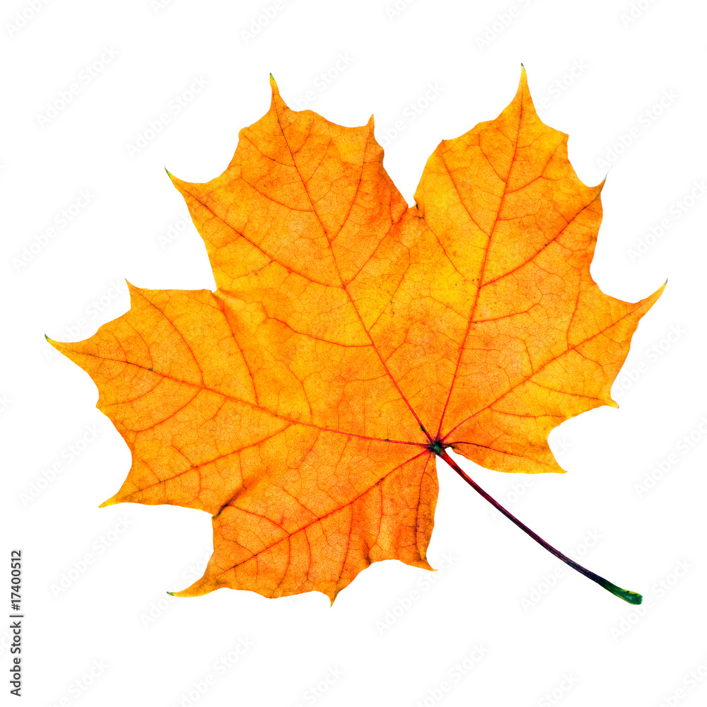 Maple fall leaf