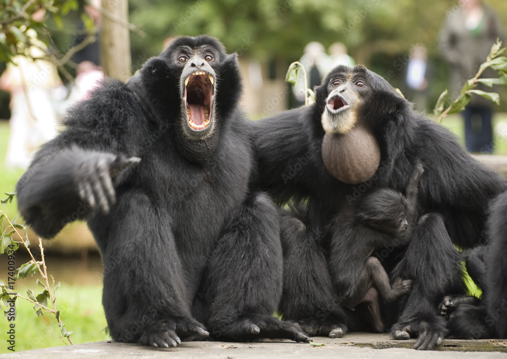 Siamang Gibbon monkey - obrazy, fototapety, plakaty 