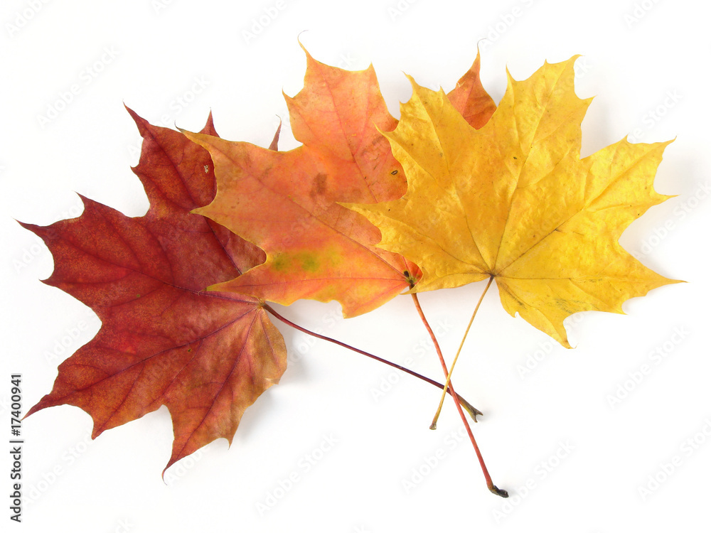 Fototapeta premium three maple leaves