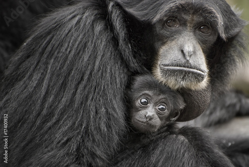 Plakat Siamang Gibbon, monkey
