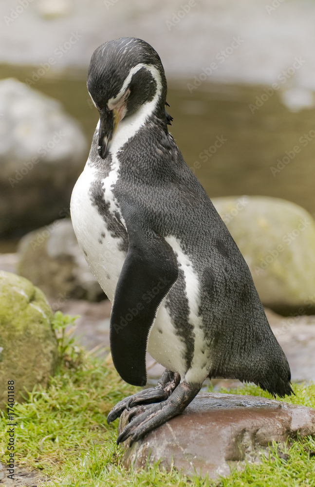 Fototapeta premium Humboldt Penguin,pingwin