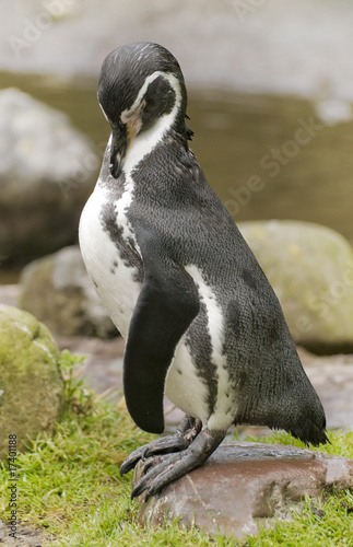 Fototapeta Naklejka Na Ścianę i Meble -  Humboldt Penguin,pingwin