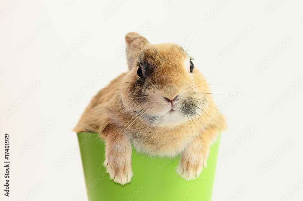Hase Hase
