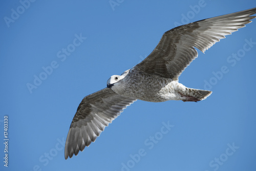 Spannweite einer Seem  we - Wing span of a seagull