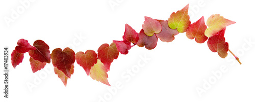 Herbstblaub