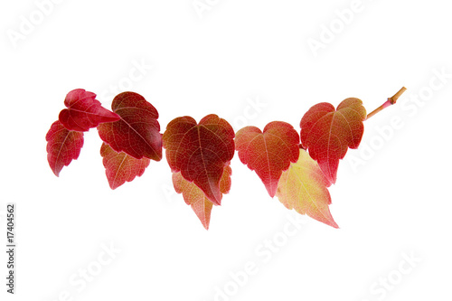 Herbstblaub