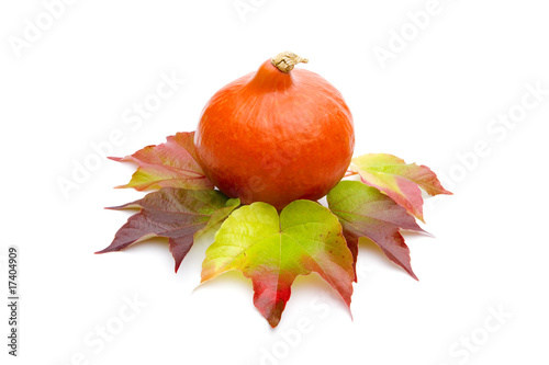 Kürbis