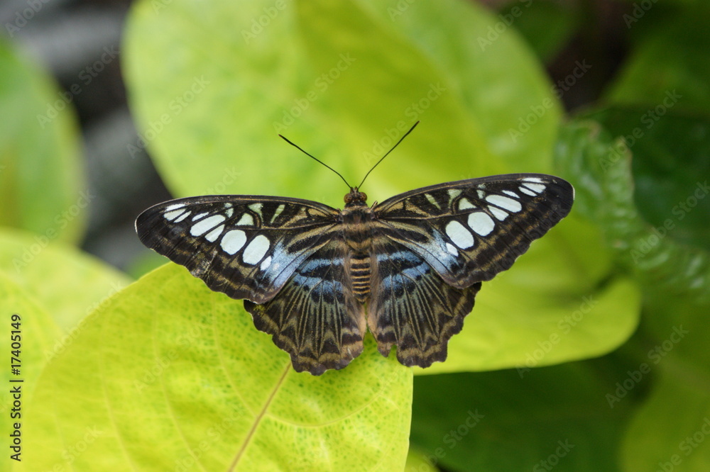 Fototapeta premium Schmetterling