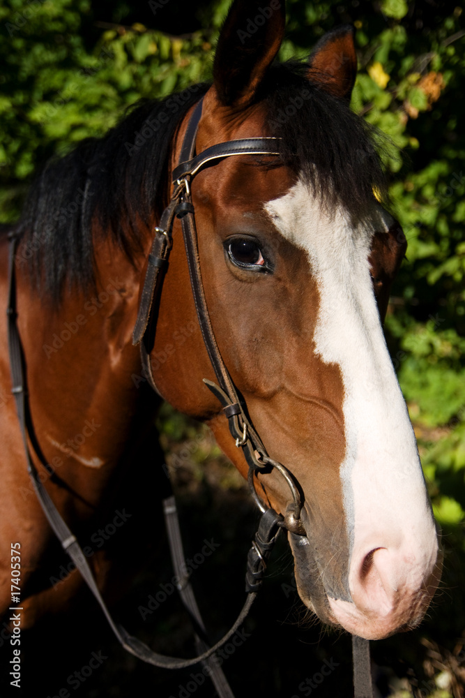 horse muzzle with crub horse muzzle with crub