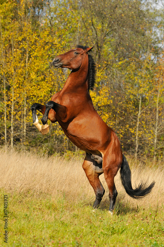 bay horse playing on grass in autumn