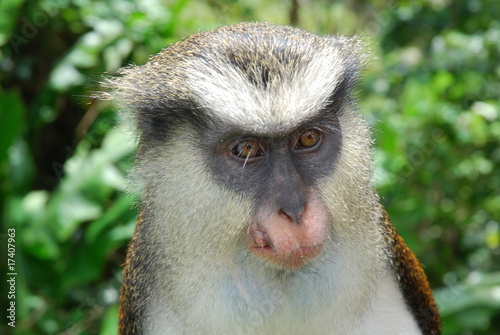 Monkey from Grenada