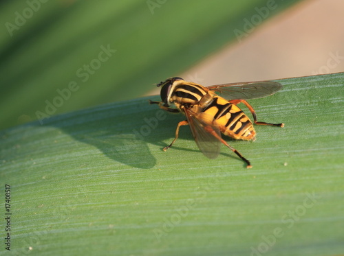 mouche jaune photo