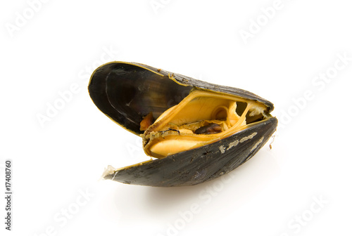 Boiled mussels over white background